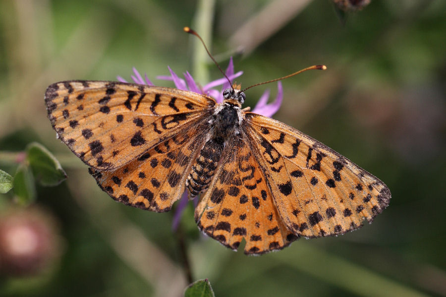 Quali Melitaea?